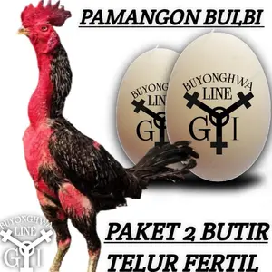 ayam bangkok pama bulbi telur fertil paket 2 butir