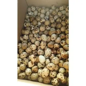 Telur Fertil Fresh Burung Puyuh Grad A Unggulan Super Blaster