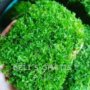 MOSS WEEPING AQUASCAPE PORSI MIKA 18x11cm | PROMO !!! BELI 5 GRATIS 1