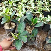 Gambar Tanaman hias peperomia atau teplan hitam dari Sumber Berkah Pot Kota Tangerang Selatan 2 Tokopedia