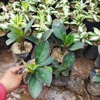 Gambar Tanaman hias peperomia atau teplan hitam dari Sumber Berkah Pot Kota Tangerang Selatan 1 Tokopedia