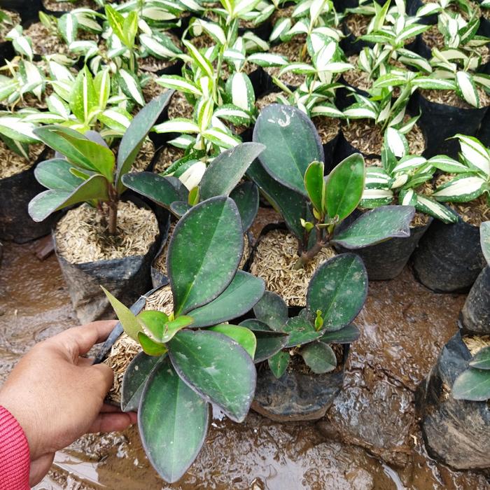 Gambar Tanaman hias peperomia atau teplan hitam dari Sumber Berkah Pot Kota Tangerang Selatan Tokopedia