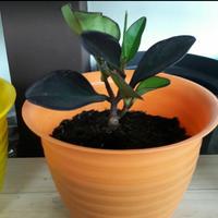 Gambar Tanaman hias peperomia atau teplan hitam dari Sumber Berkah Pot Kota Tangerang Selatan 4 Tokopedia