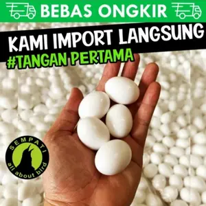 TELUR PALSU IMITASI IMPORT EGG TELUR MAINAN BURUNG MERPATI/DARA