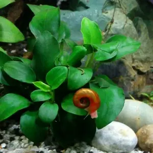 Ramshorn snail/keong terompet/pembasmi lumut.