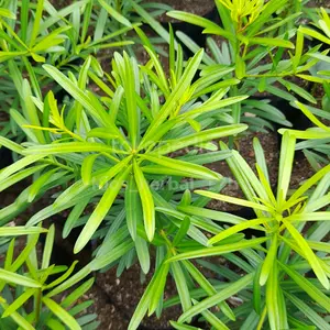 bibit tanaman hias cantik lohansung..bibit pohon louhansyu..louhansu