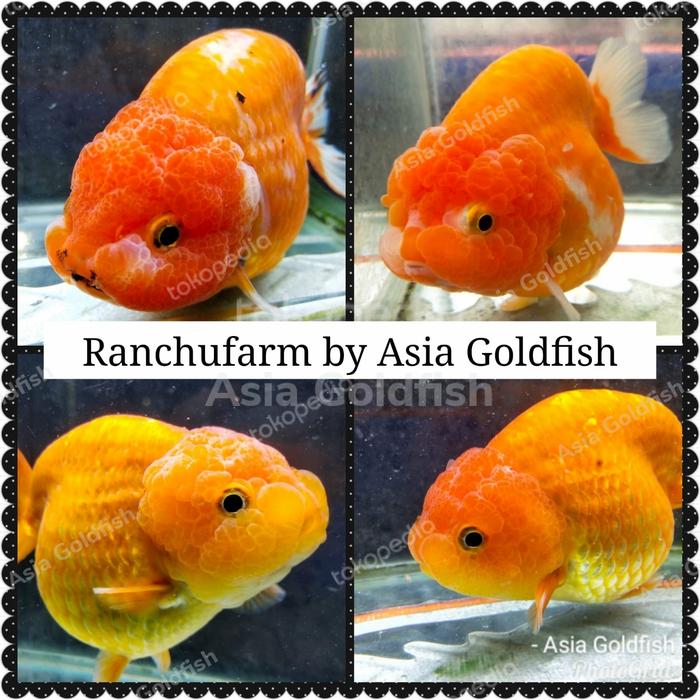 Jual GOLDEN RANCHU ORIGINAL GOLDFISH BEST SELLER mas koki berkualitas ...
