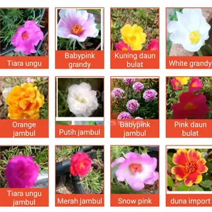bibit bunga mossrose rose jepun krokot kerokot portulaca sutra benih