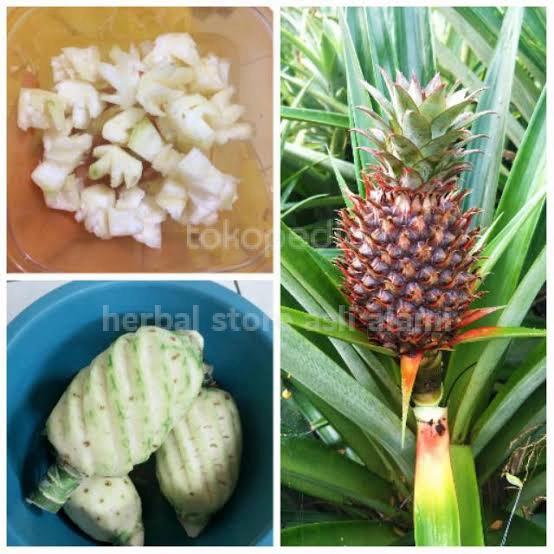 buah nanas muda pelancar hed/datang bulan