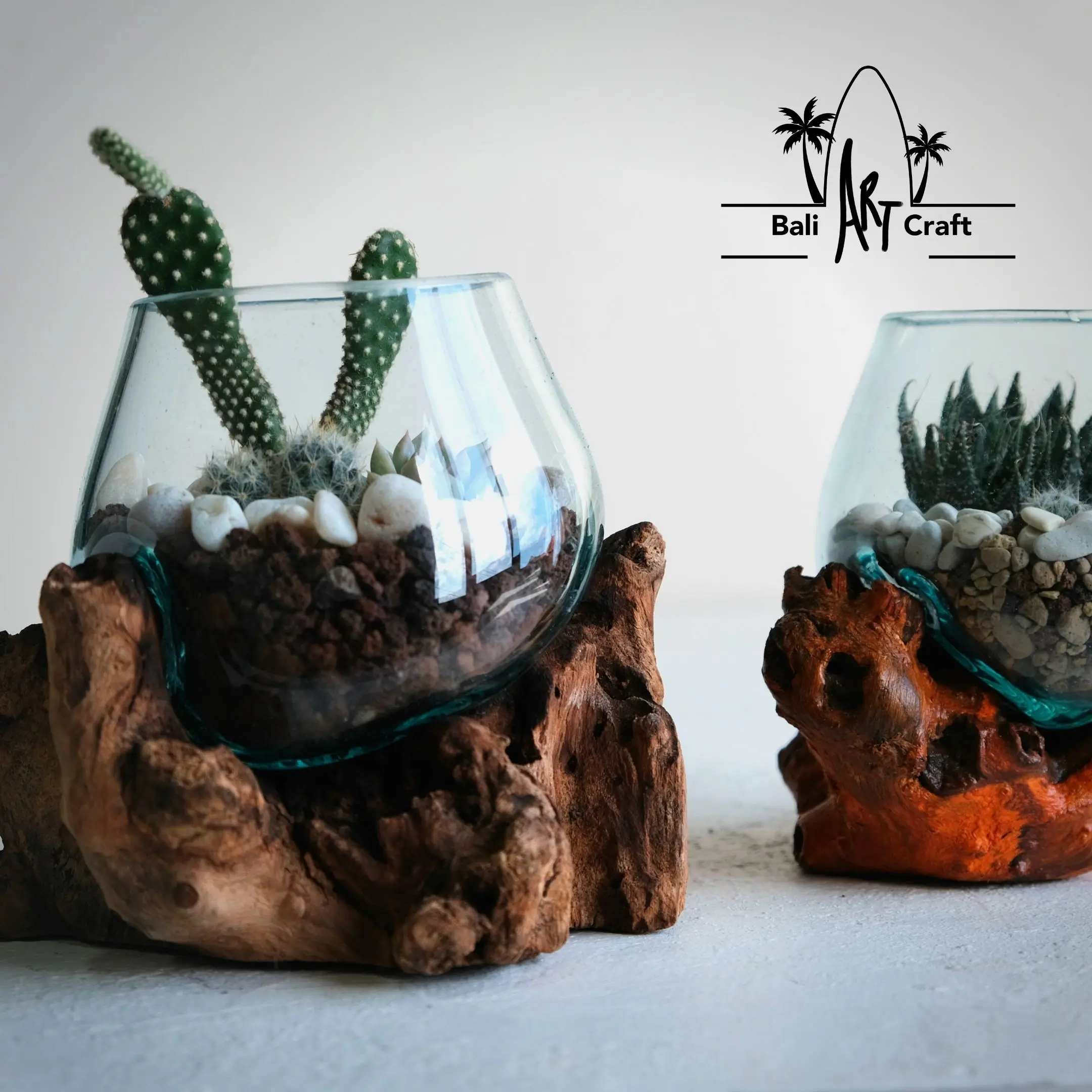 AKUARIUM IKAN CUPANG 12 CM / KACA TIUP AKAR BALI / AQUARIUM UNIK KAYU
