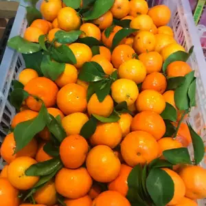 Buah Jeruk Santang Daun Madu Manis Segar