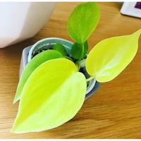Gambar tanaman hias philodendron lemon lime+pot tawon dari Adifa flower shop Kota Administrasi Jakarta Utara 5 Tokopedia