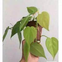 Gambar tanaman hias philodendron lemon lime+pot tawon dari Adifa flower shop Kota Administrasi Jakarta Utara 3 Tokopedia