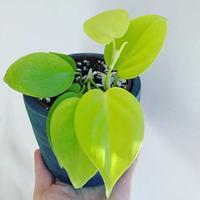 Gambar tanaman hias philodendron lemon lime+pot tawon dari Adifa flower shop Kota Administrasi Jakarta Utara 2 Tokopedia