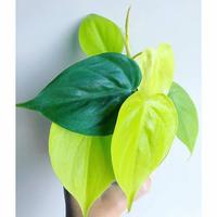 Gambar tanaman hias philodendron lemon lime+pot tawon dari Adifa flower shop Kota Administrasi Jakarta Utara 4 Tokopedia