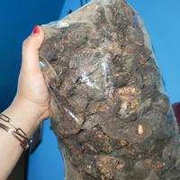 Gambar Bubuk Daun Kelor dan Mengkudu (1kg) 100% Murni dari Mustika Djamue Kab. Situbondo 4 Tokopedia