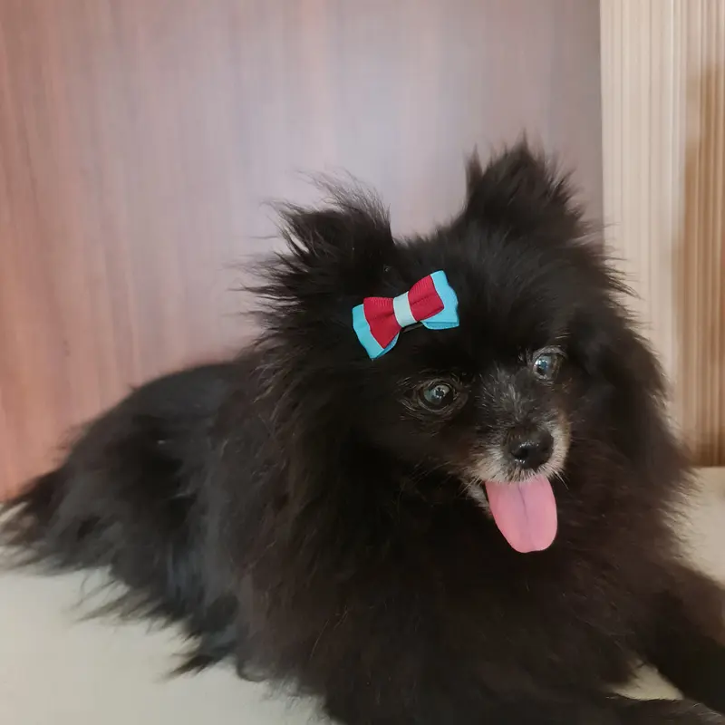 daime furkids- jepitan anjing kucing / jepit bulu hewan / pita hewan 2