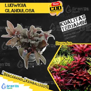Tanaman Tumbuhan Aquascape Ludwigia Ludwegia Glandulosa
