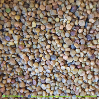 Gambar 10 gram Benih Indigofera pakan ternak kambing 1700an biji dari PUROTANI.ID Kab. Purworejo 4 Tokopedia