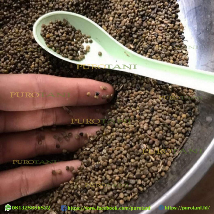 Gambar 10 gram Benih Indigofera pakan ternak kambing 1700an biji dari PUROTANI.ID Kab. Purworejo Tokopedia