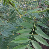 Gambar 10 gram Benih Indigofera pakan ternak kambing 1700an biji dari PUROTANI.ID Kab. Purworejo 2 Tokopedia