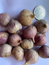 Gambar 500gram Bawang Putih Tunggal/Lanang Kulit Ungu dari Pusat Bawang Lanang Kota Semarang 3 Tokopedia