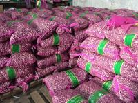 Gambar 1kg Bawang Putih Tunggal/Lanang Kulit Ungu dari Pusat Bawang Lanang Kota Semarang 3 Tokopedia