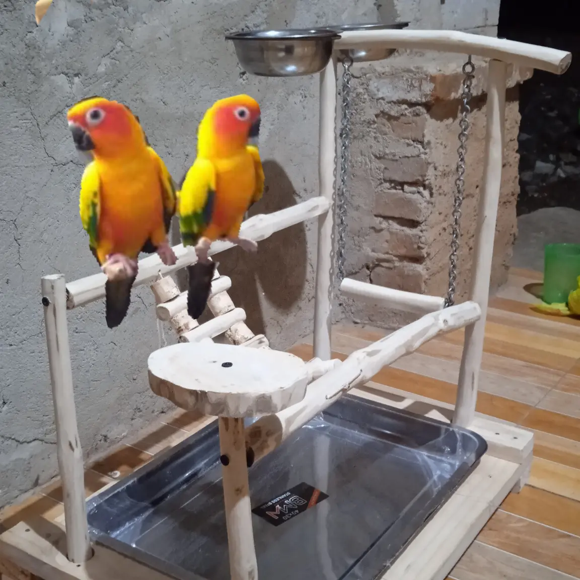 perch tangkringan untuk sun conure. falk. nuri dll