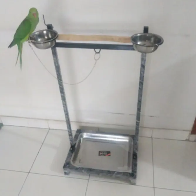 Tangkringan Paruh Bengkok