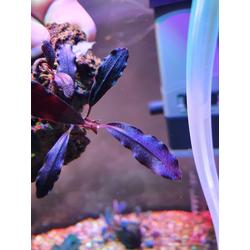 Jual Bucephalandra Ghost Terlengkap & Terbaik - Harga Murah