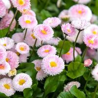 Gambar benih/seeds Super Enorma English Daisy Seeds unik banyak warna dari amefurashi Kota Administrasi Jakarta Selatan 2 Tokopedia