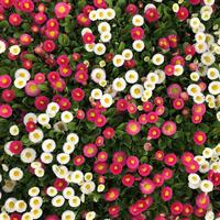 Gambar benih/seeds Super Enorma English Daisy Seeds unik banyak warna dari amefurashi Kota Administrasi Jakarta Selatan 4 Tokopedia