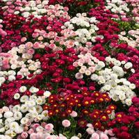 Gambar benih/seeds Super Enorma English Daisy Seeds unik banyak warna dari amefurashi Kota Administrasi Jakarta Selatan 3 Tokopedia