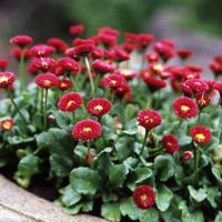 Gambar benih/seeds Super Enorma English Daisy Seeds unik banyak warna dari amefurashi Kota Administrasi Jakarta Selatan 5 Tokopedia