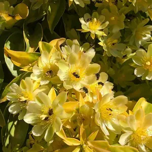 bunga lemon Vine berkualitas/vegetasi lebah klanceng