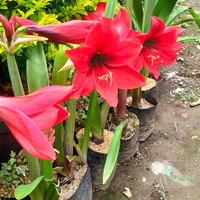 Gambar Tanaman Bunga Amarilis Merah Hias Bunga Amarylis dari Harristore.green Kota Malang 5 Tokopedia