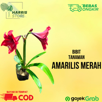 Gambar Tanaman Bunga Amarilis Merah Hias Bunga Amarylis dari Harristore.green Kota Malang 1 Tokopedia