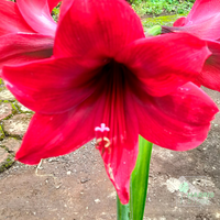 Gambar Tanaman Bunga Amarilis Merah Hias Bunga Amarylis dari Harristore.green Kota Malang 3 Tokopedia