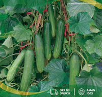 Gambar Benih Timun F1 ZATAVY Tahan Virus Panah Merah 10 gr Isi 150 800 SEED - 800 seed dari PUROTANI.ID Kab. Purworejo 4 Tokopedia