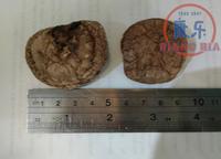 Gambar Jamur Hioko Kering uk. 4-5cm ( repack 50gram ) dari TO Riang Ria Kota Administrasi Jakarta Utara 3 Tokopedia