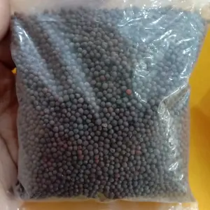 Biji sawi/mustard seed/kadugu(katuku) 100 gr