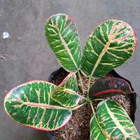 Gambar Puring Apel Merah Centong ORIGINAL dari CV Istana Puring Kab. Kediri 2 Tokopedia