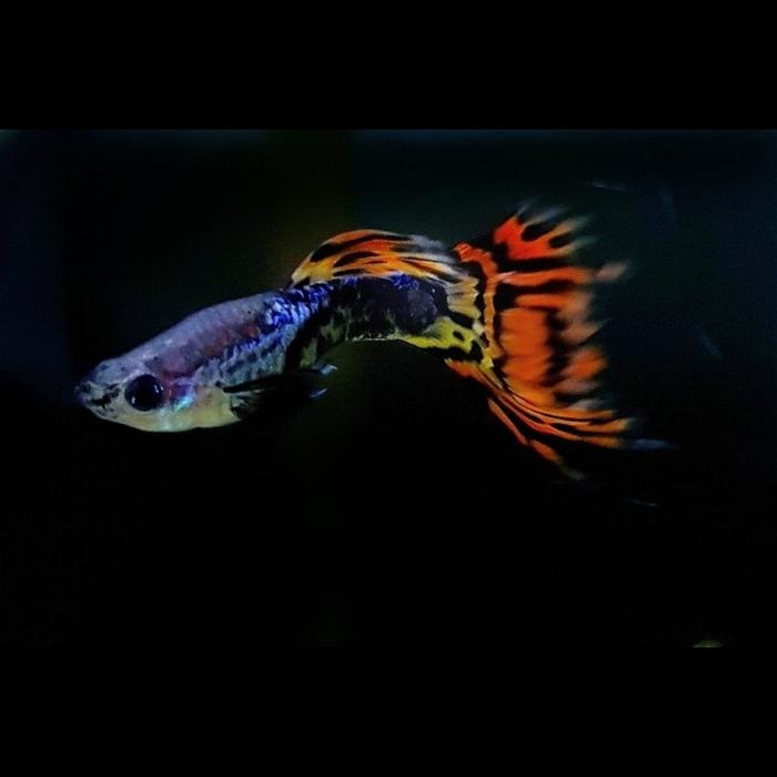 Gambar Guppy platinum dragon yellow mozaik dari zegha  Tokopedia
