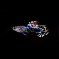 Gambar Guppy platinum dragon yellow mozaik dari zegha  2 Tokopedia