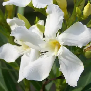 Bibit Tanaman oleander putih
