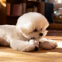 Gambar Disney Tsum Tsum 101 Dalmatian Squeaky Dog Toy Set - Mainan Anjing dari Puppi Qube Store Kota Administrasi Jakarta Barat 2 Tokopedia