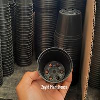 Gambar Pot 8 cm dari Zayid Plant House Kab. Bandung Barat 1 Tokopedia