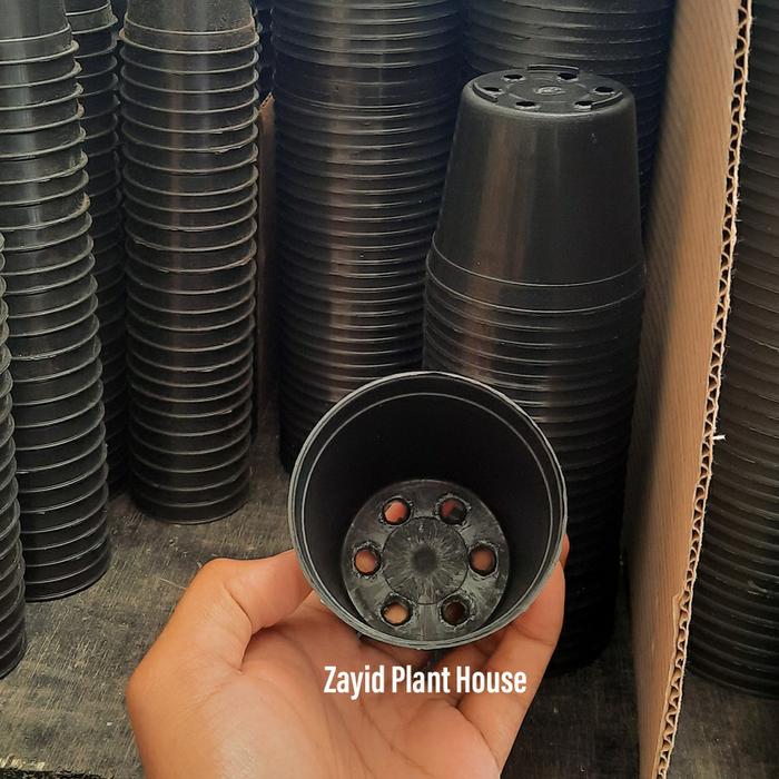 Gambar Pot 8 cm dari Zayid Plant House Kab. Bandung Barat Tokopedia