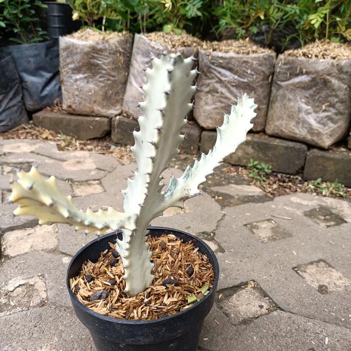 Tanaman Hias Kaktus White Ghost Karang Albino Euphorbia Lectea