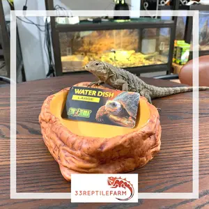 Water Dish Large ExoTerra Tempat minum reptil Hiasan Kandang Reptil